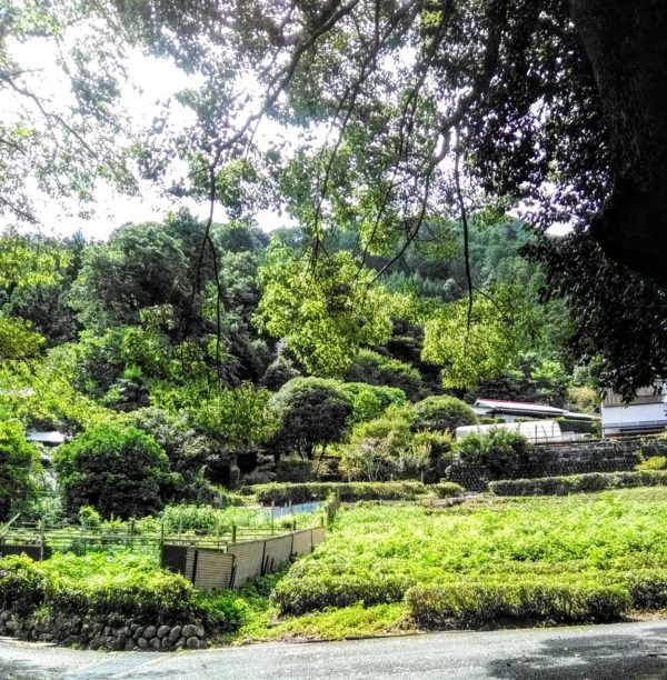 春野風景